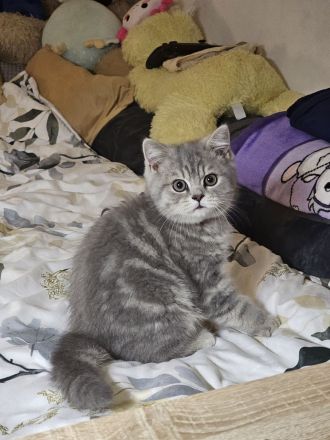 (Abgabebereit) BKH Britisch Kurzhaar Kitten zu verkaufen