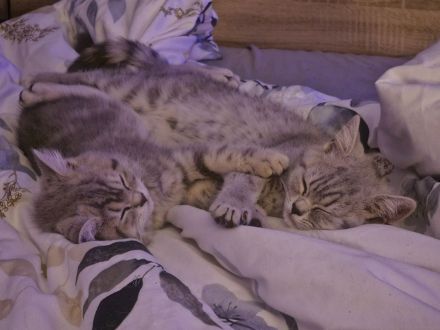 (Abgabebereit) BKH Britisch Kurzhaar Kitten zu verkaufen