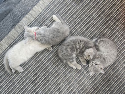 (Abgabebereit) BKH Britisch Kurzhaar Kitten zu verkaufen