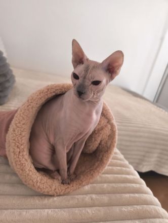 Don Sphynx Katze, Weiblich, 2 Jahre, Kastriert