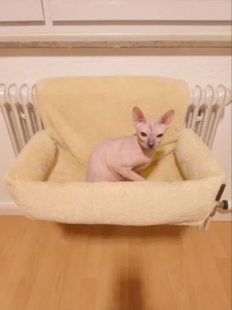 Don Sphynx Katze, Weiblich, 2 Jahre, Kastriert