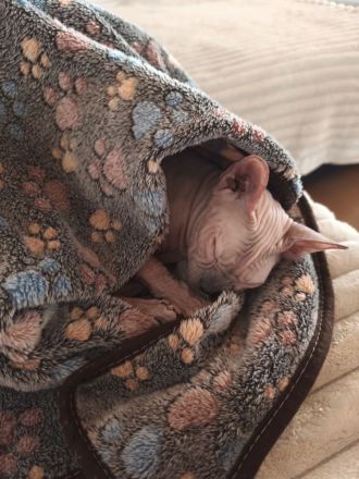 Don Sphynx Katze, Weiblich, 2 Jahre, Kastriert