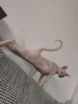 Don Sphynx Katze, Weiblich, 2 Jahre, Kastriert