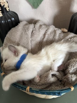 Ragdoll Cherubim Kitten mit Stammbaum