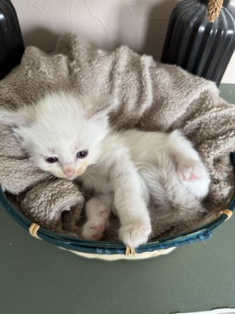 Ragdoll Cherubim Kitten mit Stammbaum