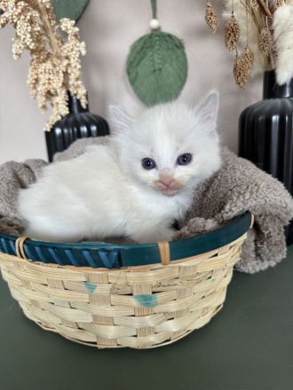 Ragdoll Cherubim Kitten mit Stammbaum