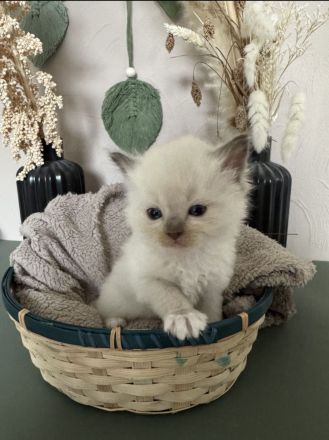 Ragdoll Cherubim Kitten 2 mit Stammbaum