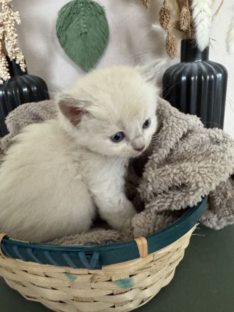 Ragdoll Cherubim Kitten 2 mit Stammbaum