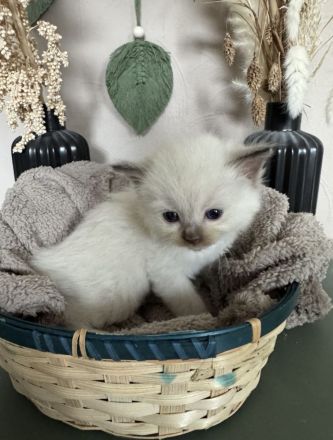 Ragdoll Cherubim Kitten 2 mit Stammbaum