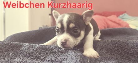 Reinrassige Chihuahua Welpen