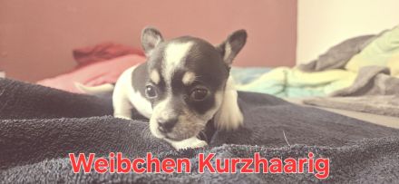 Reinrassige Chihuahua Welpen