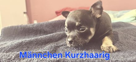 Reinrassige Chihuahua Welpen