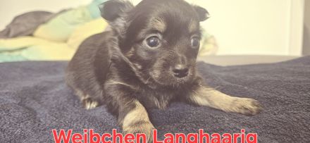 Reinrassige Chihuahua Welpen