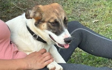 Zuhause gesucht für Suza