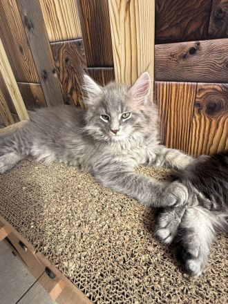 2 Zuckersüsse Maine Coon Kitten