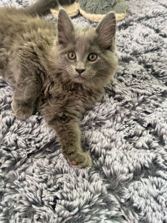 2 Zuckersüsse Maine Coon Kitten