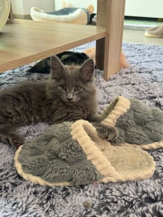 2 Zuckersüsse Maine Coon Kitten