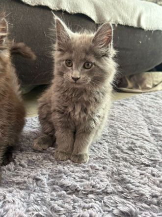 2 Zuckersüsse Maine Coon Kitten