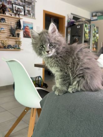 2 Zuckersüsse Maine Coon Kitten