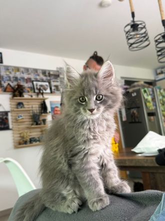 2 Zuckersüsse Maine Coon Kitten