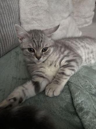 BKH Kitten