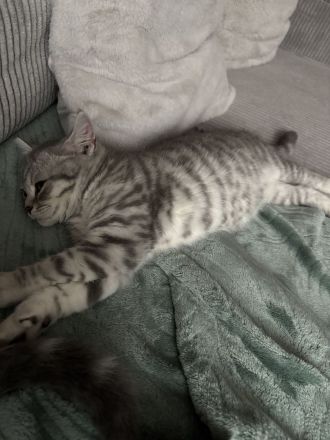 BKH Kitten