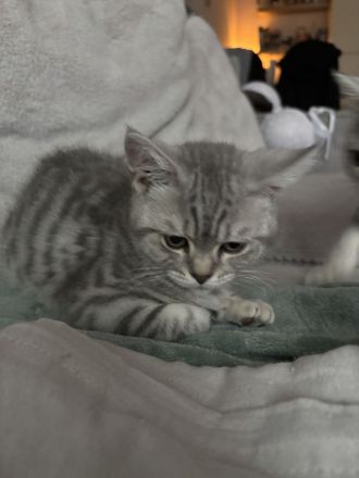 BKH Kitten