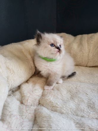 🐾 Wunderschöne Ragdoll Kitten suchen liebevolles Zuhause 🐾