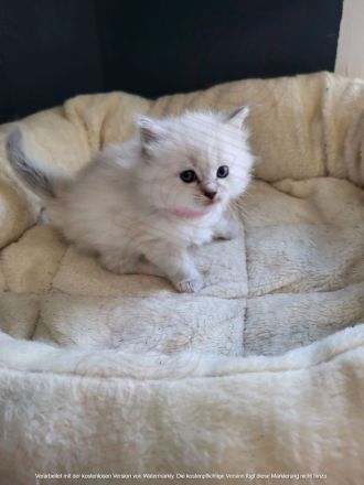🐾 Wunderschöne Ragdoll Kitten suchen liebevolles Zuhause 🐾