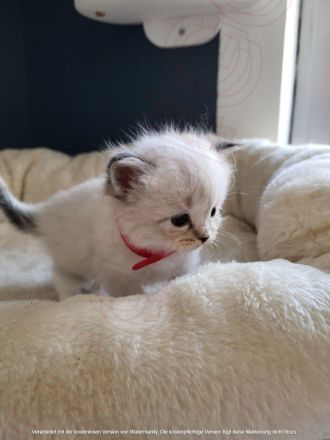 🐾 Wunderschöne Ragdoll Kitten suchen liebevolles Zuhause 🐾