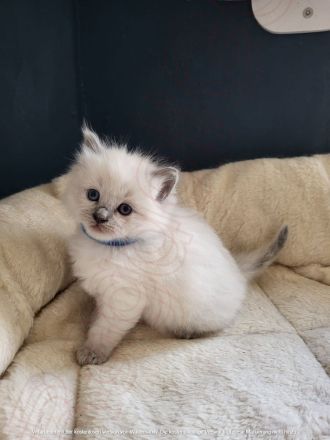 🐾 Wunderschöne Ragdoll Kitten suchen liebevolles Zuhause 🐾