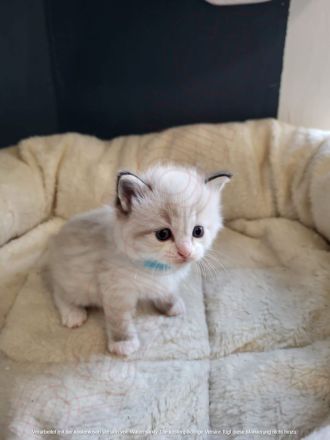 🐾 Wunderschöne Ragdoll Kitten suchen liebevolles Zuhause 🐾