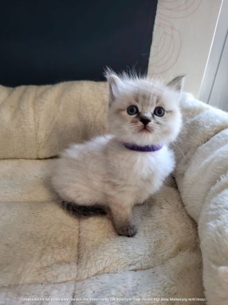 🐾 Wunderschöne Ragdoll Kitten suchen liebevolles Zuhause 🐾