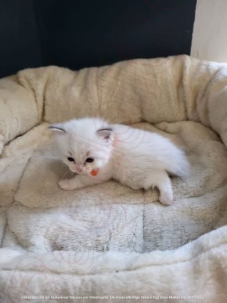 🐾 Wunderschöne Ragdoll Kitten suchen liebevolles Zuhause 🐾