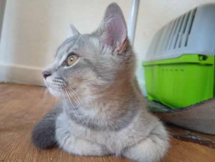 2 süße Kitten (16 Wochen) in liebevolle Hände abzugeben – Duisburg