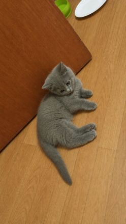 3 süße Kitten (15 Wochen) in liebevolle Hände abzugeben – Duisburg