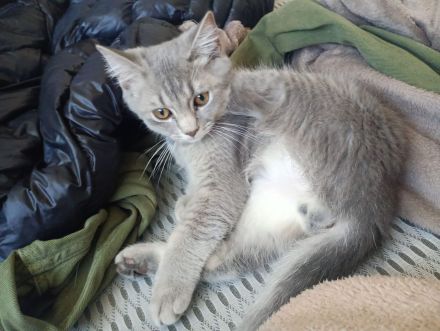 2 süße Kitten (16 Wochen) in liebevolle Hände abzugeben – Duisburg