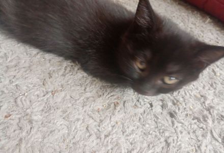 3 süße Kitten (15 Wochen) in liebevolle Hände abzugeben – Duisburg