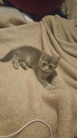 3 süße Kitten (15 Wochen) in liebevolle Hände abzugeben – Duisburg