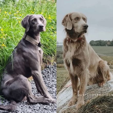 Langhaar weimaraner welpen