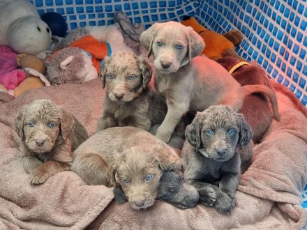 Langhaar weimaraner welpen
