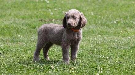 Langhaar weimaraner welpe 1 Hündin