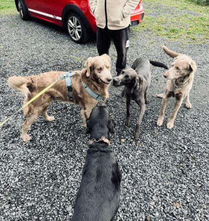 Langhaar weimaraner welpen