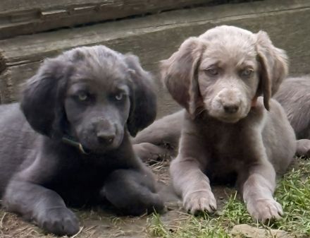 Langhaar weimaraner welpe 1 Hündin