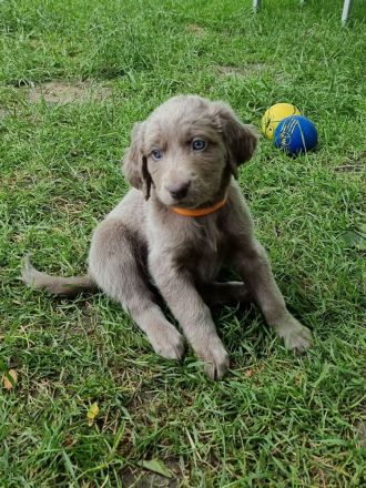 Langhaar weimaraner welpe 1 Hündin