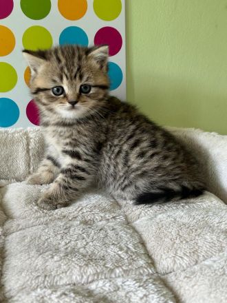 Reinrassige BKH Kitten:  Nur 1 Katze vorhanden !