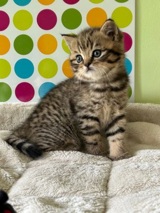 Reinrassige BKH Kitten:  Nur 1 Katze vorhanden !