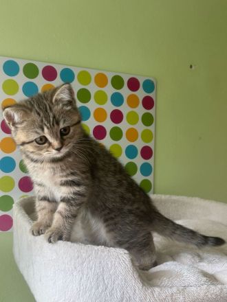 Reinrassige BKH Kitten: Nur 1 Katze vorhanden !