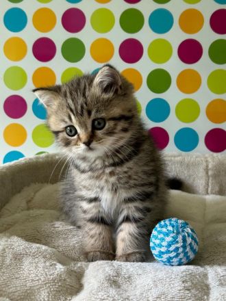 Reinrassige BKH Kitten 2 Kitten reserviert