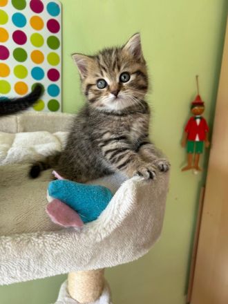 Reinrassige BKH Kitten
